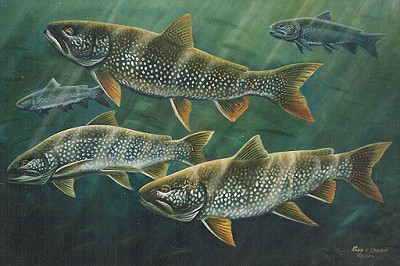 Salmon & Trout Fishing Tips & Articles